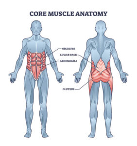 muscles involved in core strength diagram